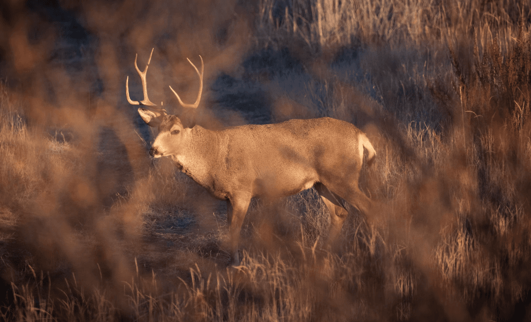 Mule Deer vs Whitetail: Bow & Rifle Hunting Insights
