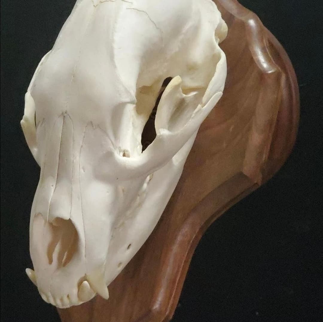 Remembering the Hunt: The DIY European Mount
