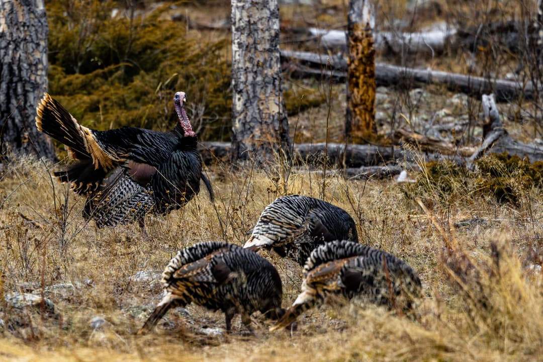 Colorado Turkey Hunting: Spring Season, Units & Private Land Access