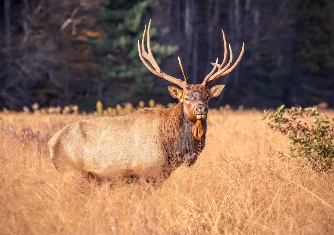 7mm Rem Mag vs 300 Win Mag for Elk