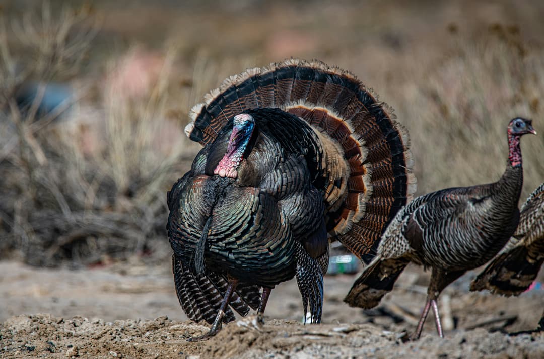 The Truth About Turkey Decline and How to Still Have a Successful Season