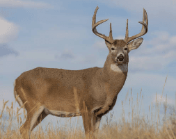 Whitetail Deer Shot Placement for Archers and Hunters